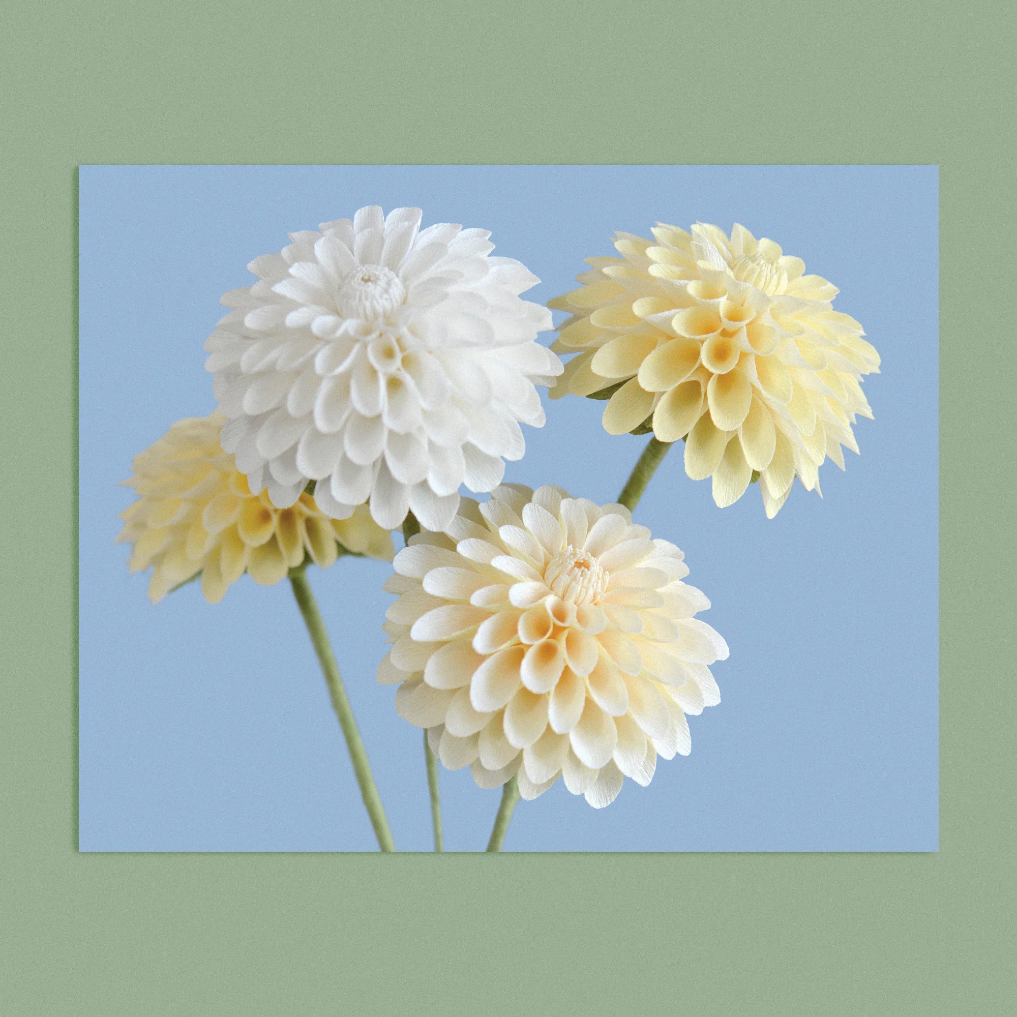 Art print with a image of a handcrafted paper white and cream dahlia on a blue background colour by paper artist Daphne Fitch.