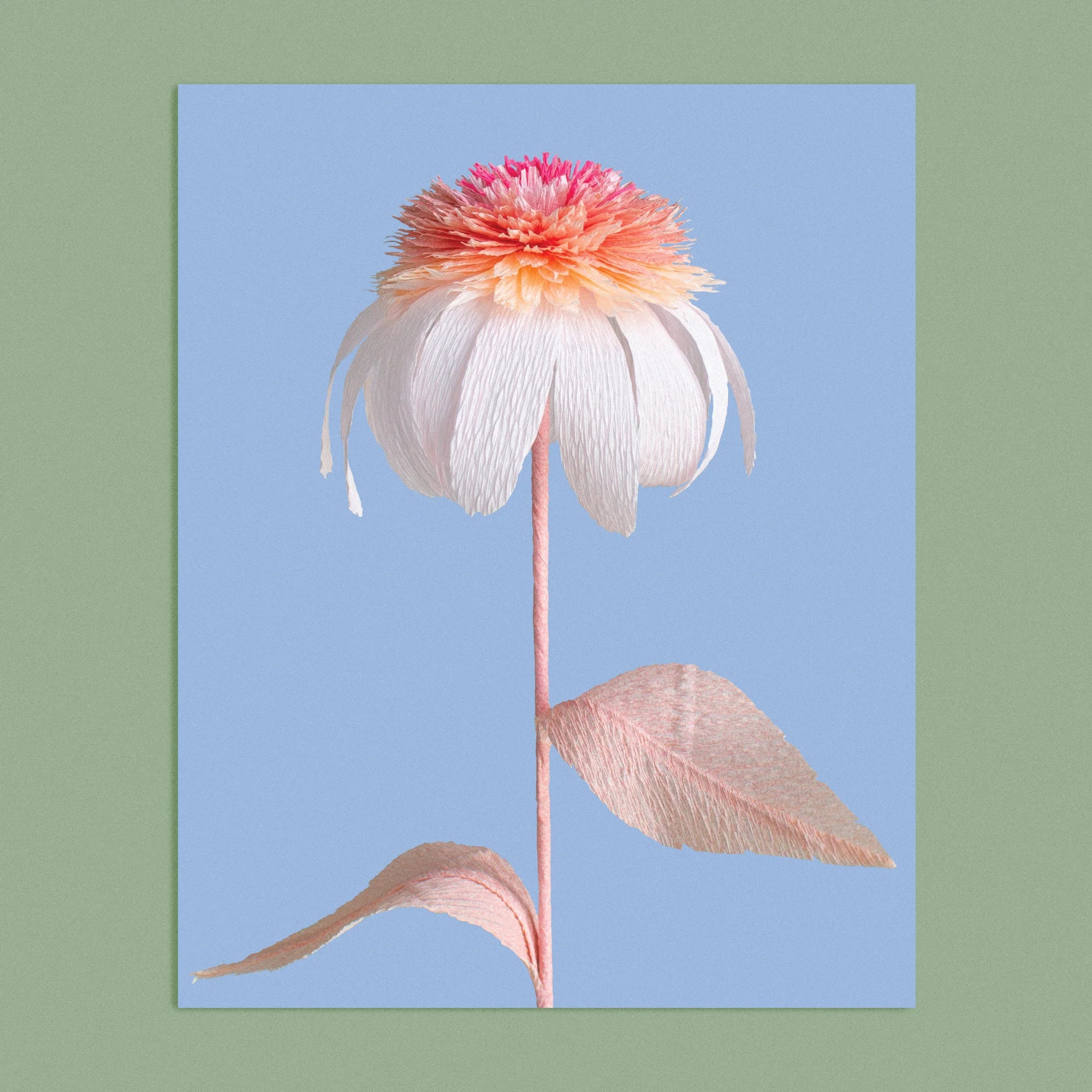 Art print with a image of a handcrafted paper pink and white echinacea on a blue background colour by paper artist Daphne Fitch.