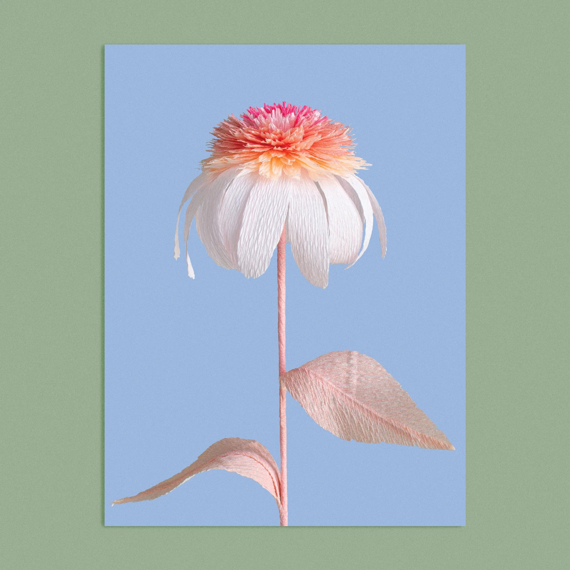 Art print with a image of a handcrafted paper pink and white echinacea on a blue background colour by paper artist Daphne Fitch.