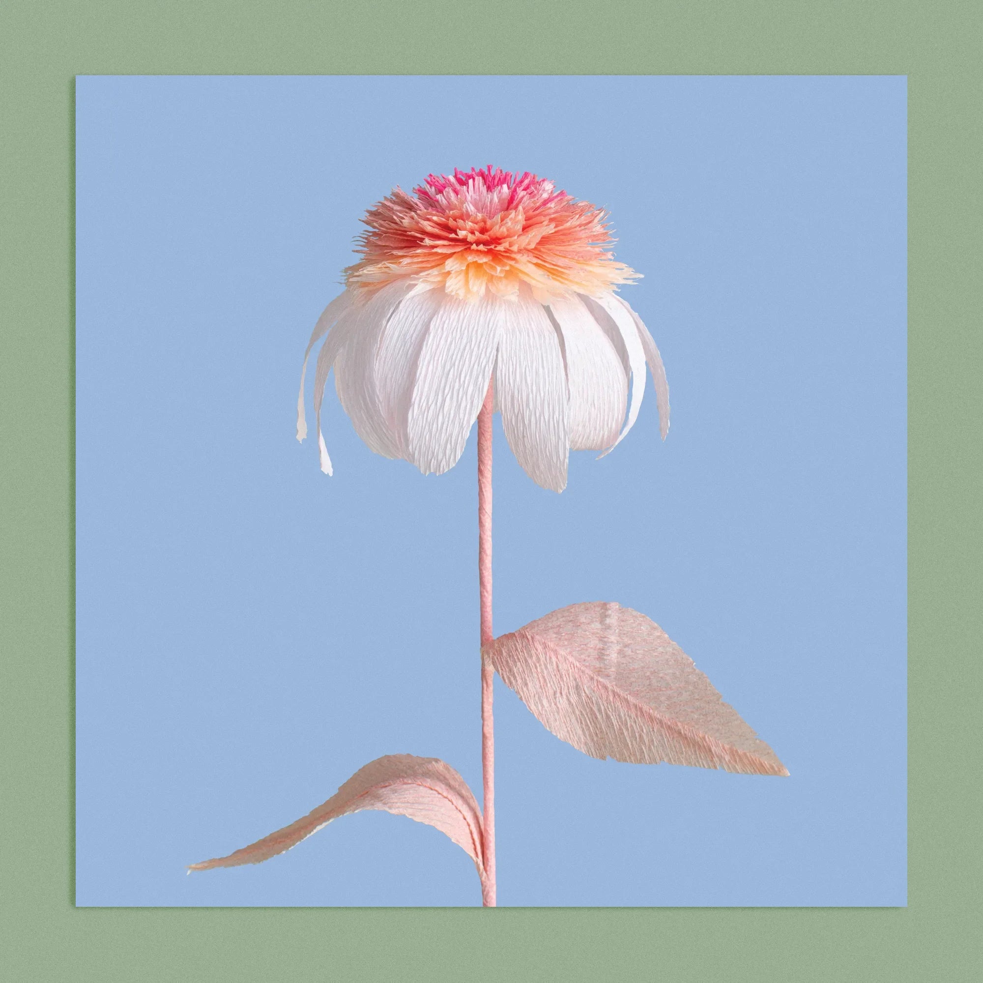 Art print with a image of a handcrafted paper pink and white echinacea on a blue background colour by paper artist Daphne Fitch.