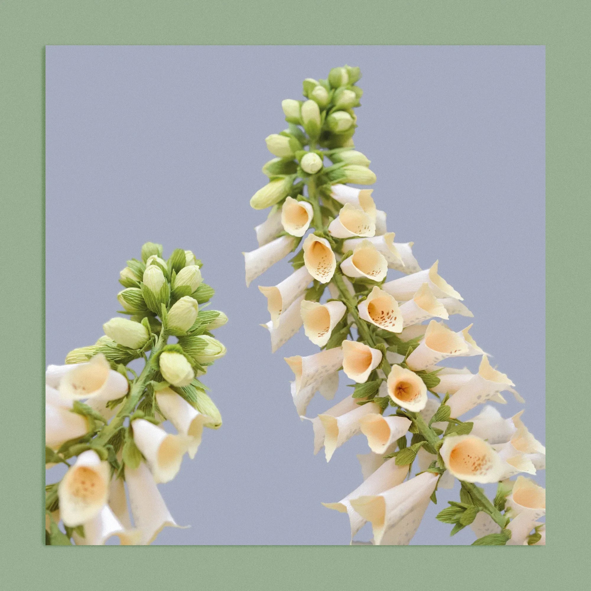 Art print with a image of a handcrafted paper white foxglove on a blue background colour by paper artist Daphne Fitch.