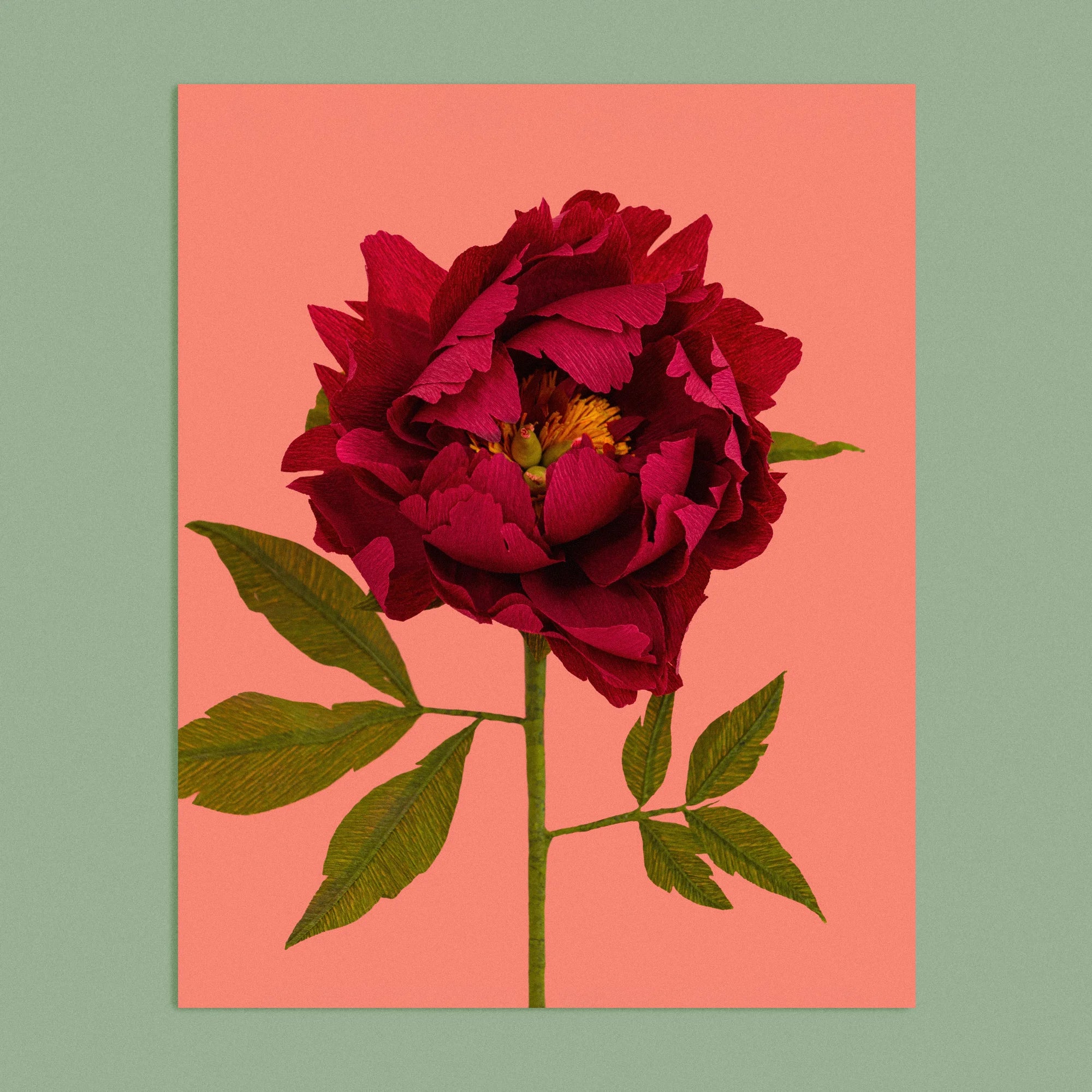 Art print with a image of a handcrafted paper garnet red peony on a bright coral background colour by paper artist Daphne Fitch.