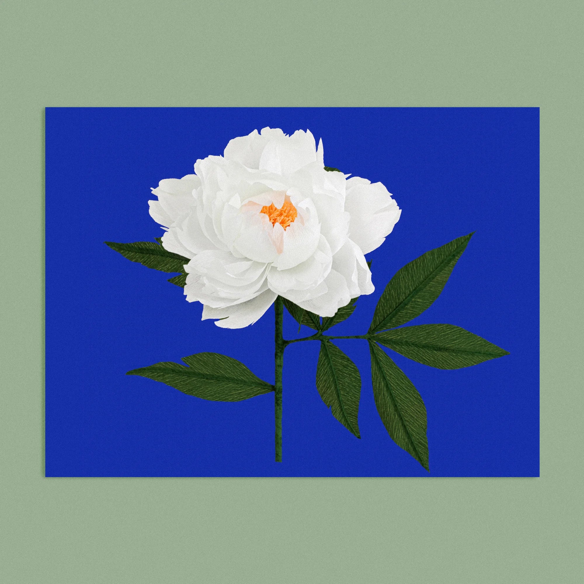 Art print with a image of a handcrafted paper white peony on a bright blue background colour by paper artist Daphne Fitch.