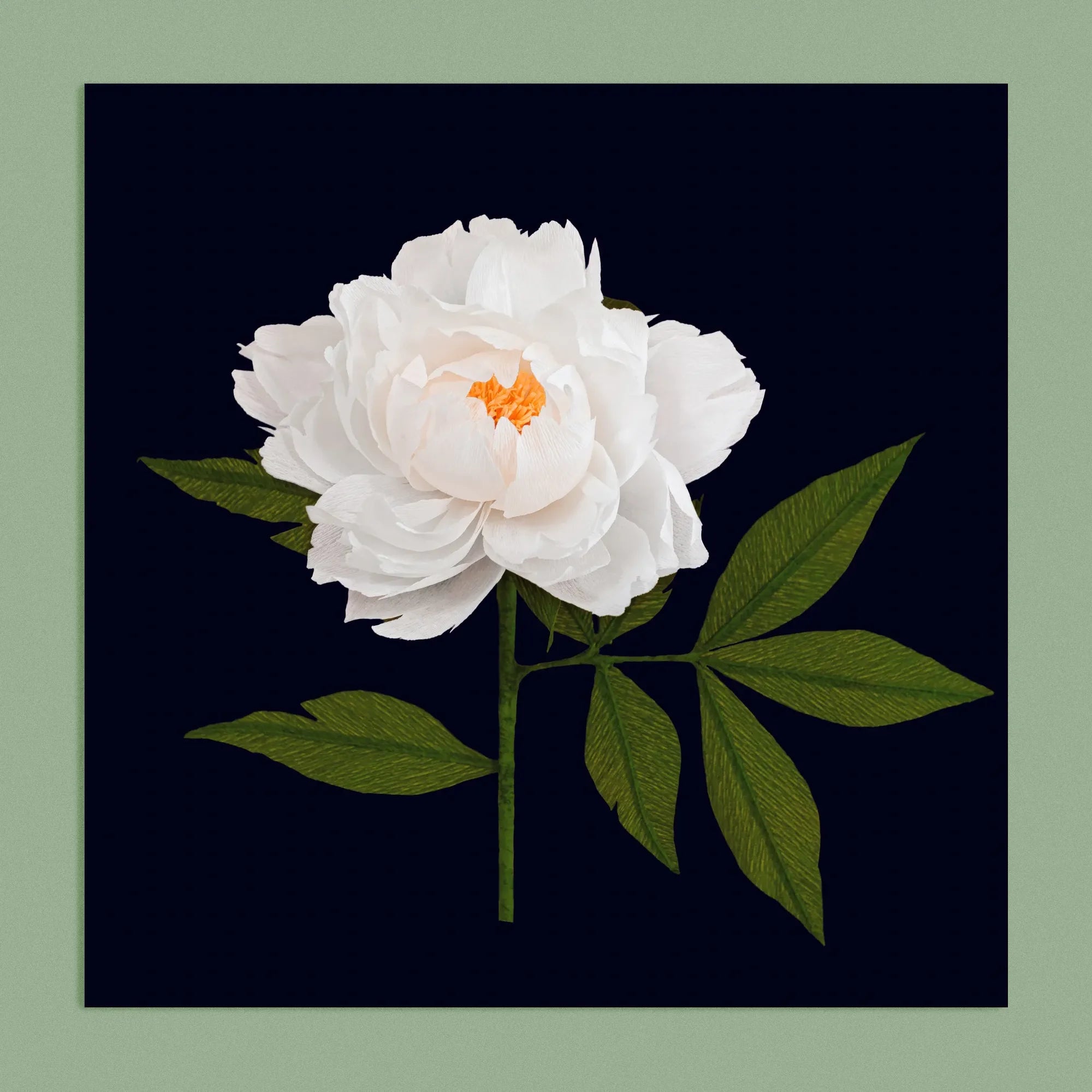 Art print with a image of a handcrafted paper white peony on a black background colour by paper artist Daphne Fitch.