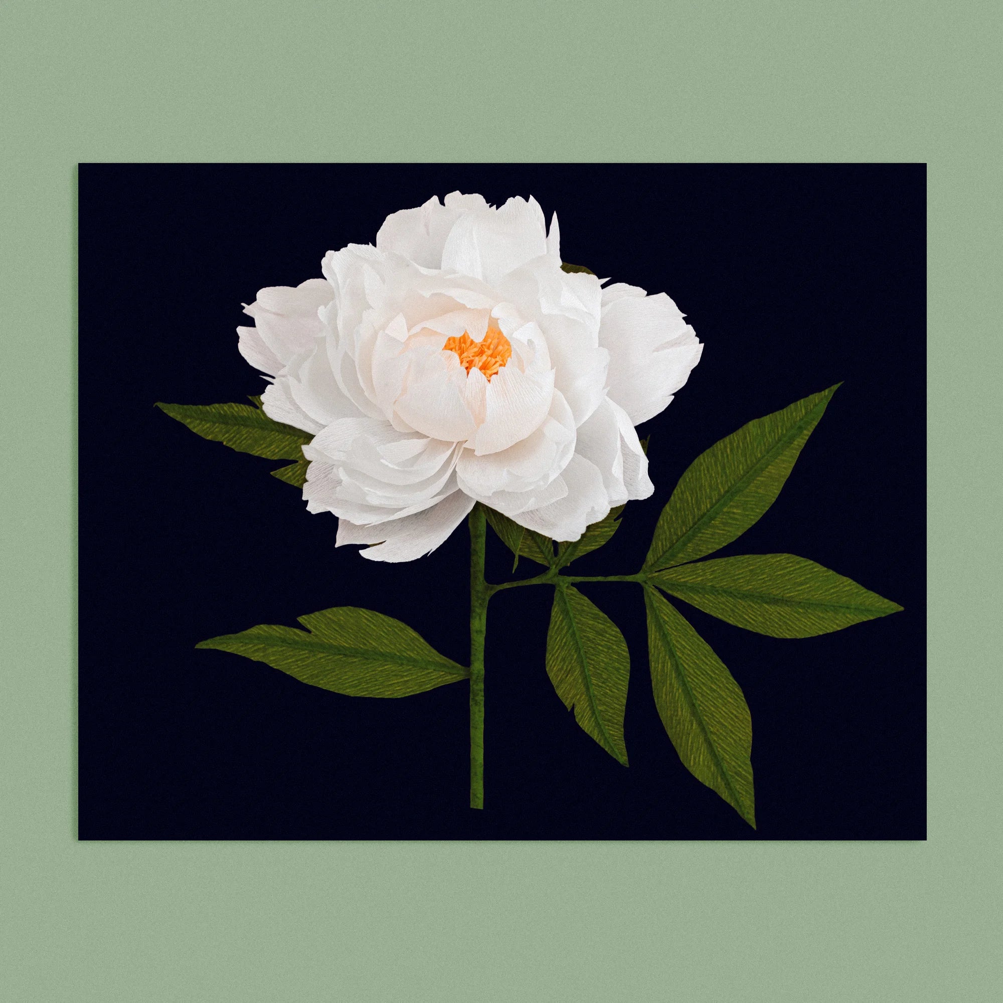 Art print with a image of a handcrafted paper white peony on a black background colour by paper artist Daphne Fitch.