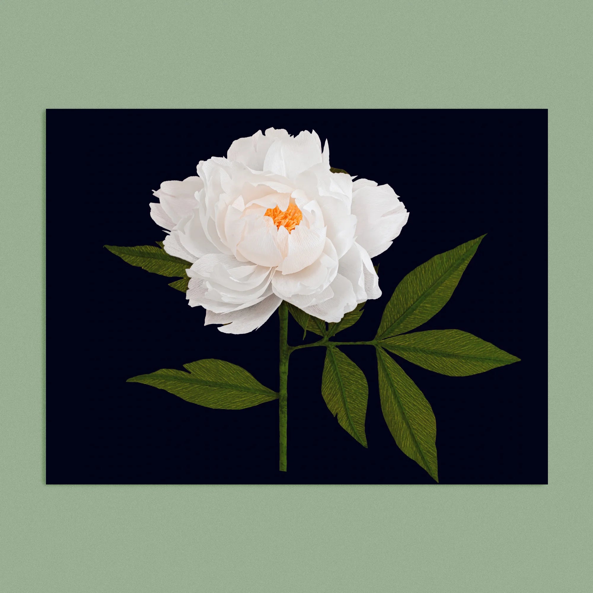 Art print with a image of a handcrafted paper white peony on a black background colour by paper artist Daphne Fitch.