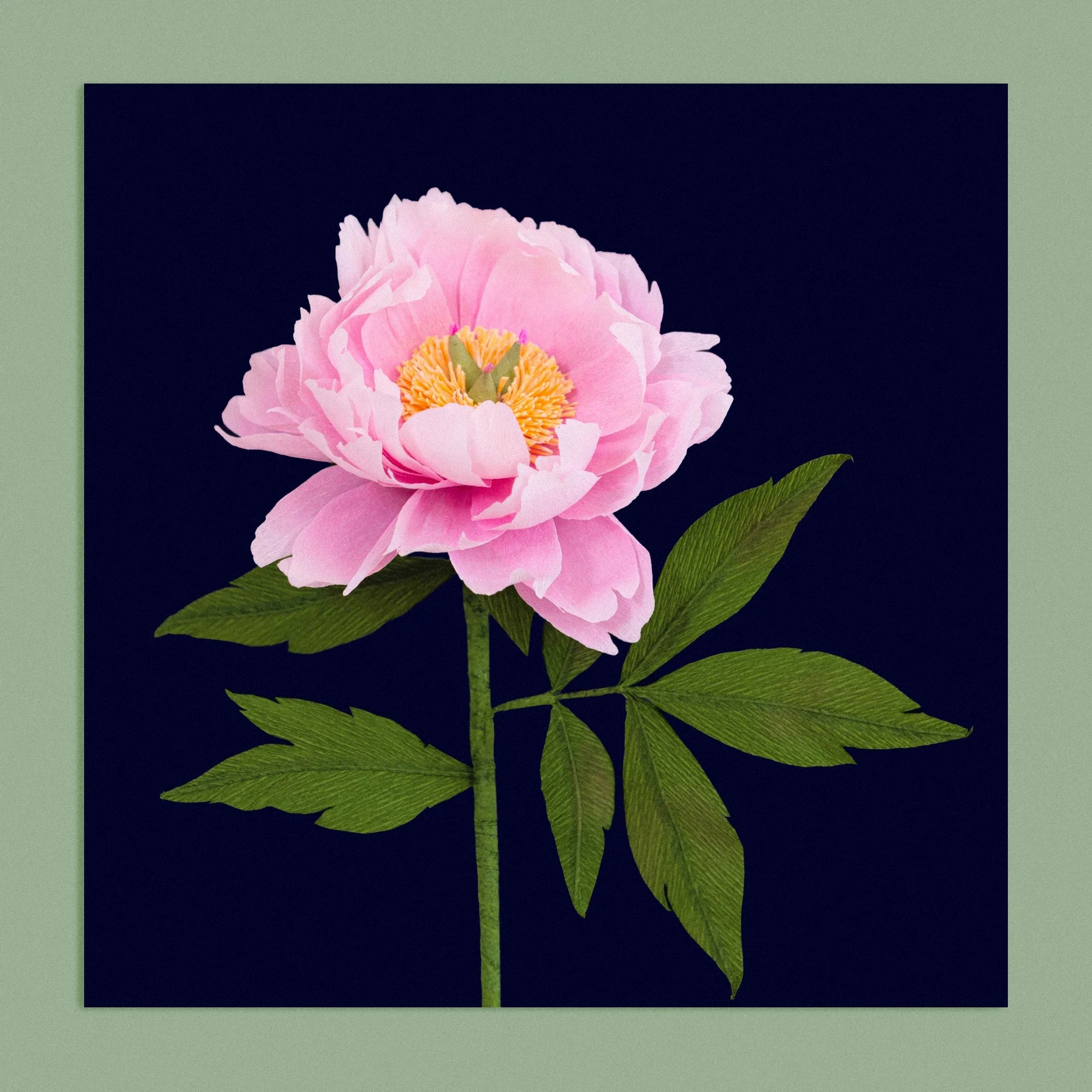 Art print with a image of a handcrafted paper pink peony on a dark blue background colour by paper artist Daphne Fitch.