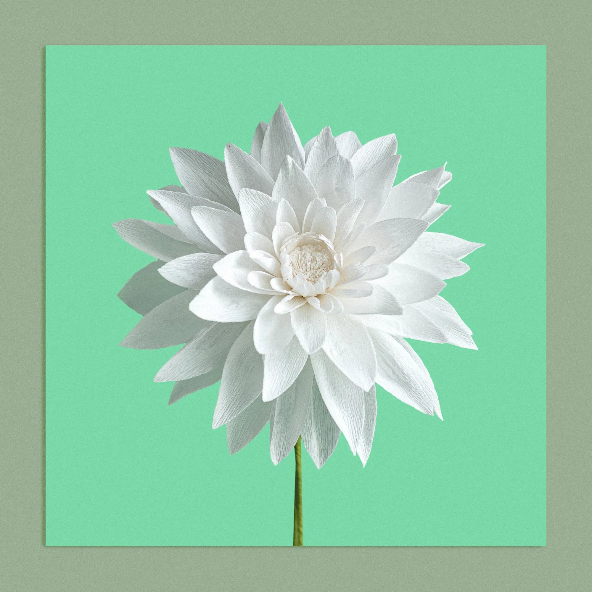 Art print with a image of a handcrafted paper white dahlia on a green background colour by paper artist Daphne Fitch.