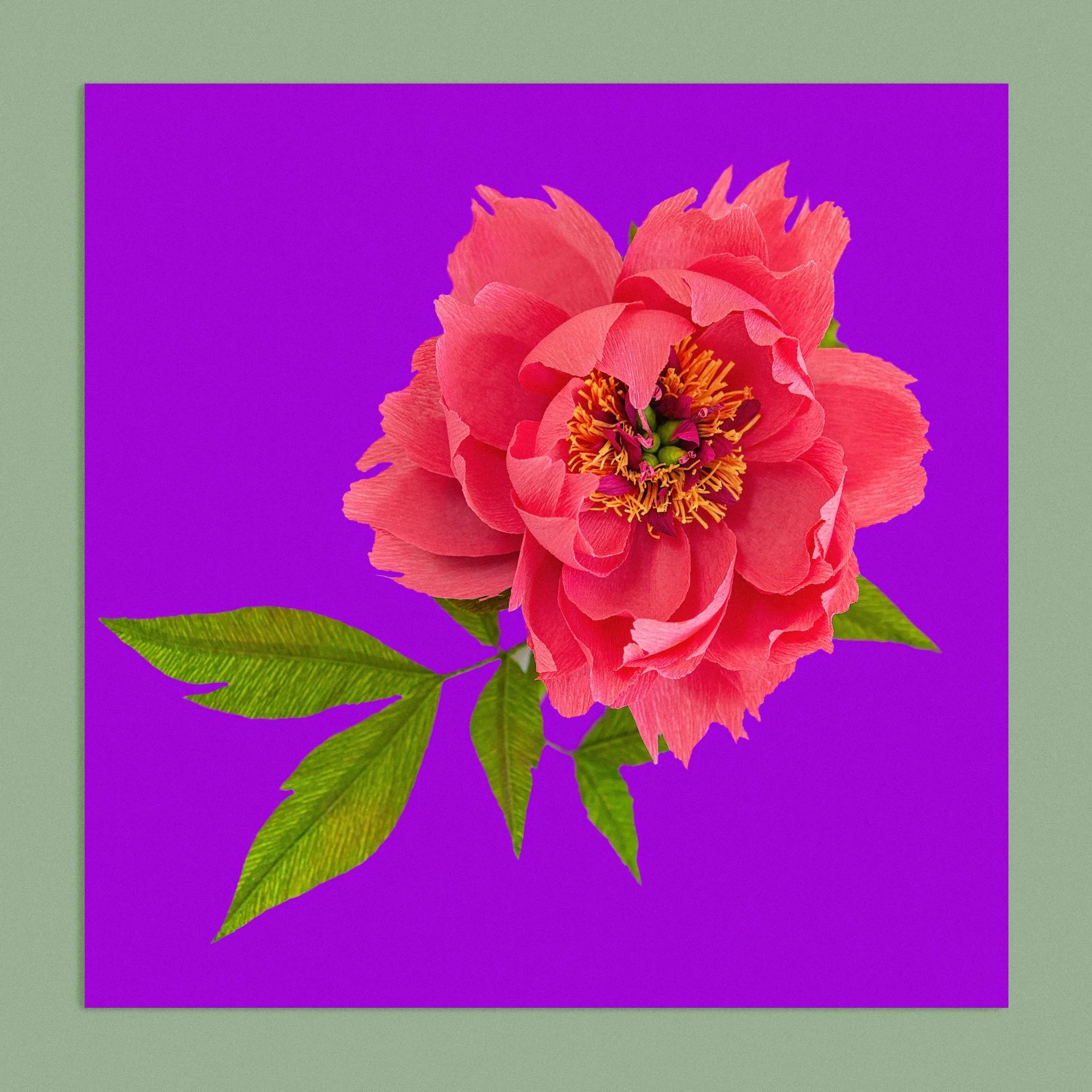 Art print with a image of a handcrafted paper pink peony on a purple background colour by paper artist Daphne Fitch.