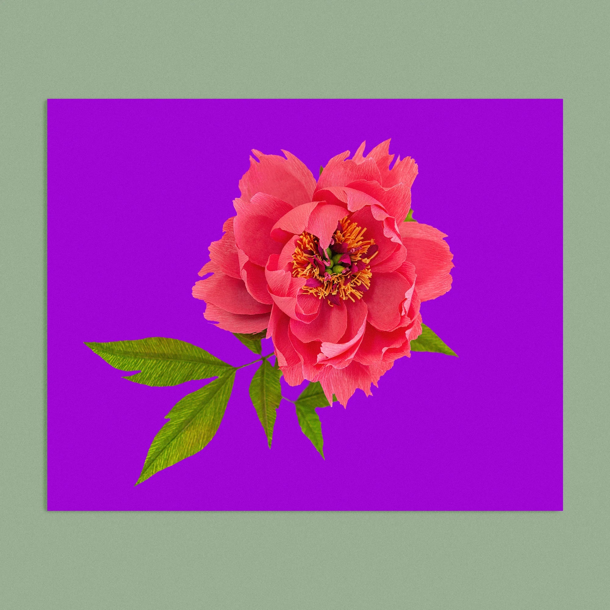 Art print with a image of a handcrafted paper pink peony on a purple background colour by paper artist Daphne Fitch.
