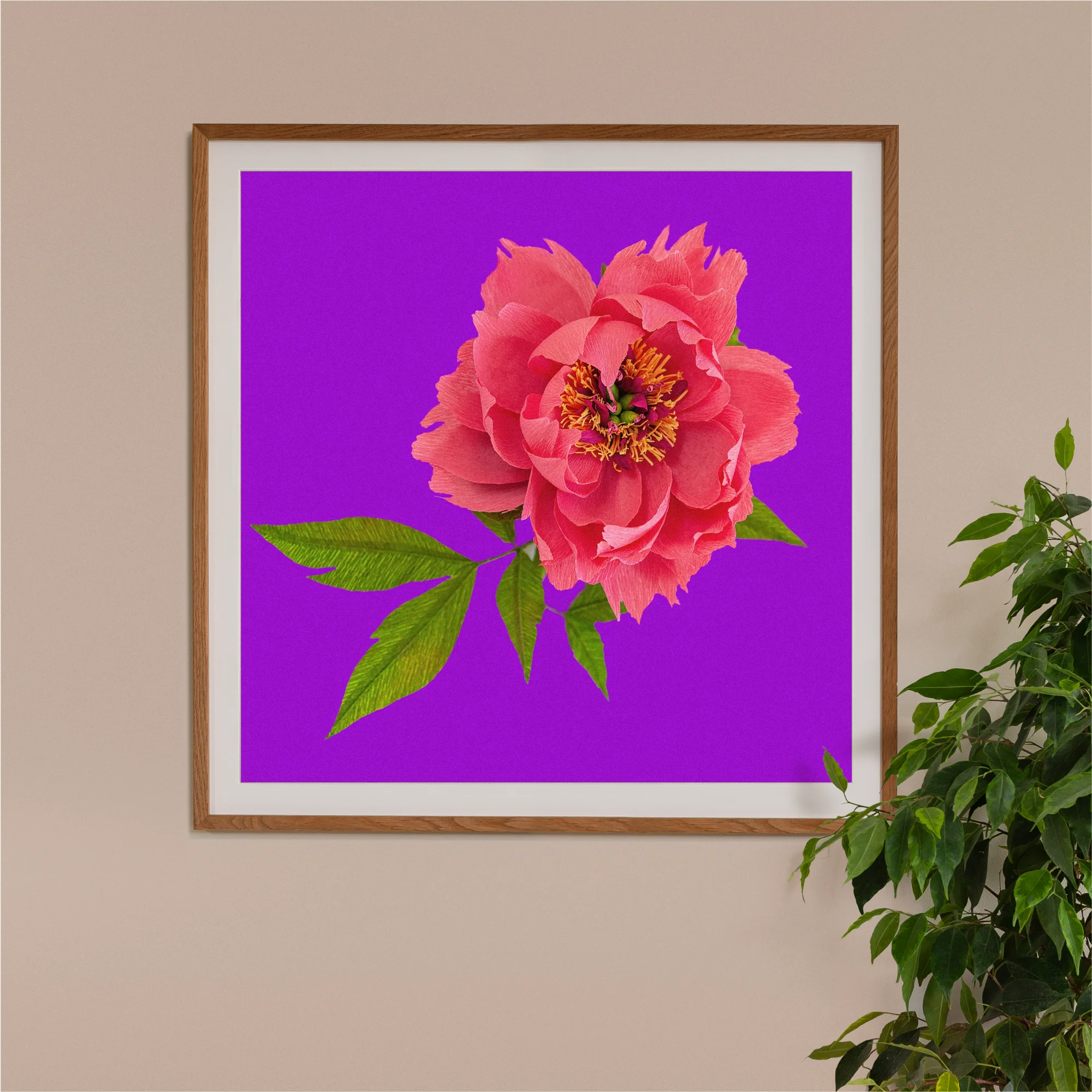 Art print with a image of a handcrafted paper pink peony on a purple background colour by paper artist Daphne Fitch.