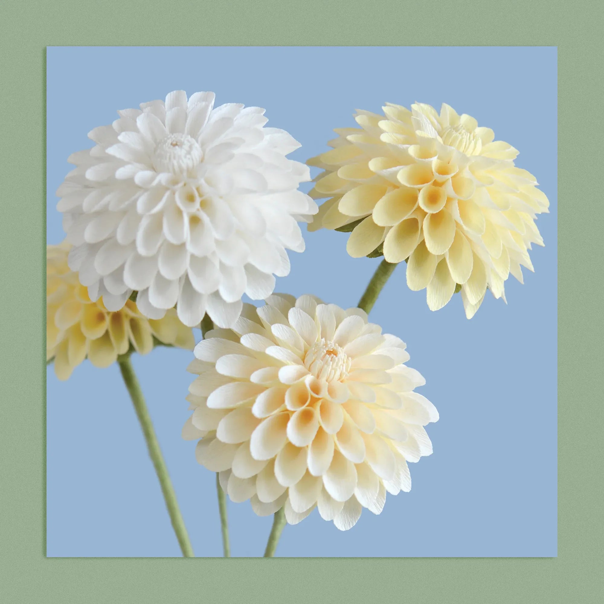 Art print with a image of a handcrafted paper white and cream dahlia on a blue background colour by paper artist Daphne Fitch.