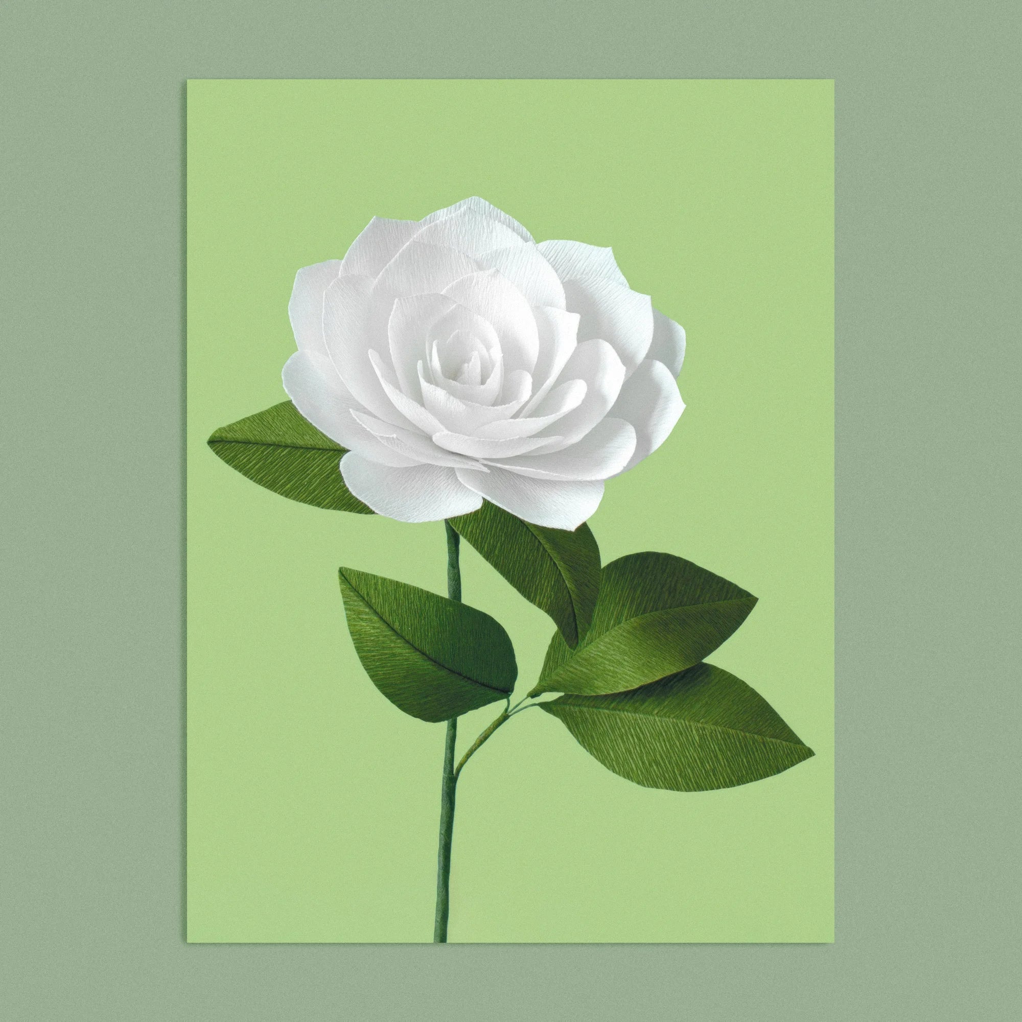 Art print with a image of a handcrafted paper white camellia on a green background colour by paper artist Daphne Fitch.