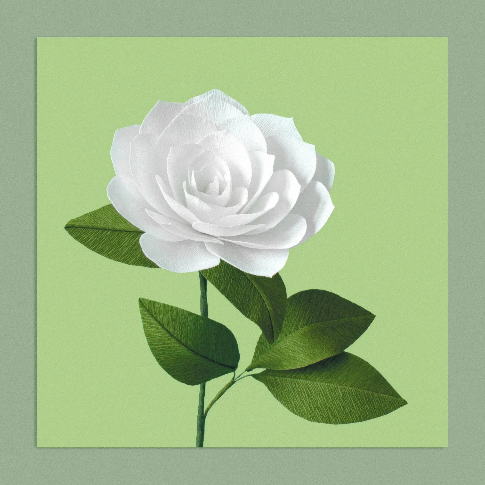 Art print with a image of a handcrafted paper white camellia on a green background colour by paper artist Daphne Fitch.
