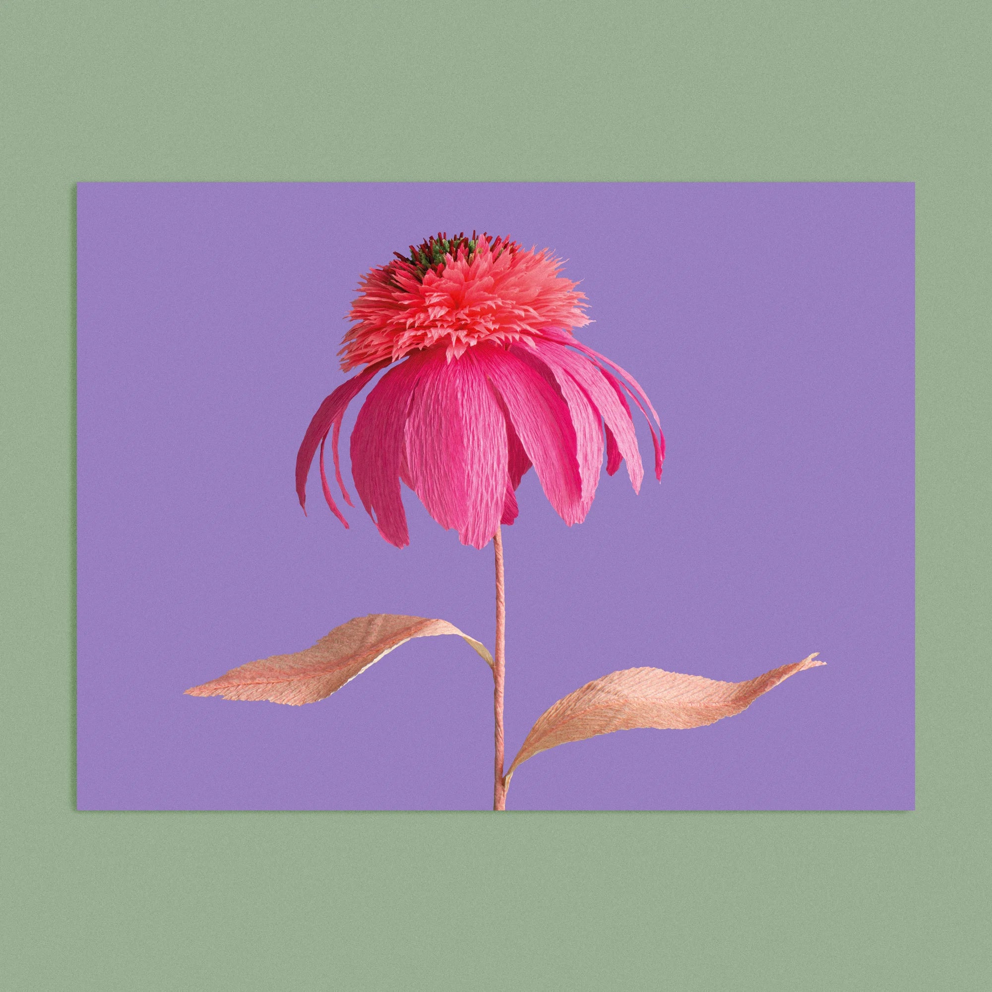 Art print with a image of a handcrafted paper pink echinacea on a purple background colour by paper artist Daphne Fitch.