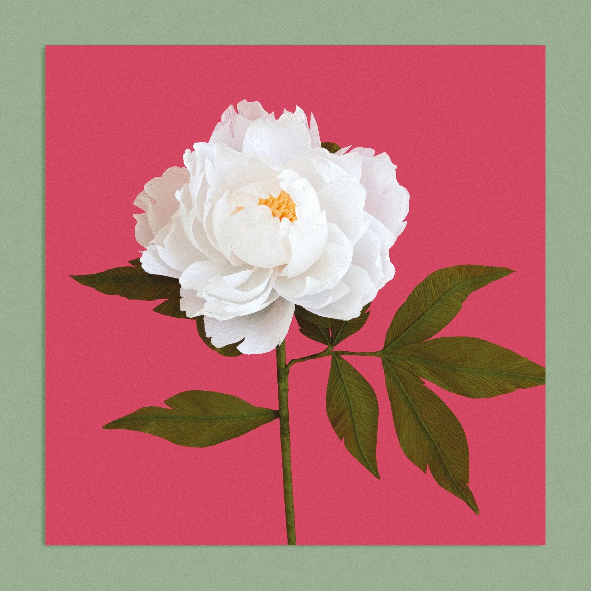 Art print with a image of a handcrafted paper white peony on a red background colour by paper artist Daphne Fitch.