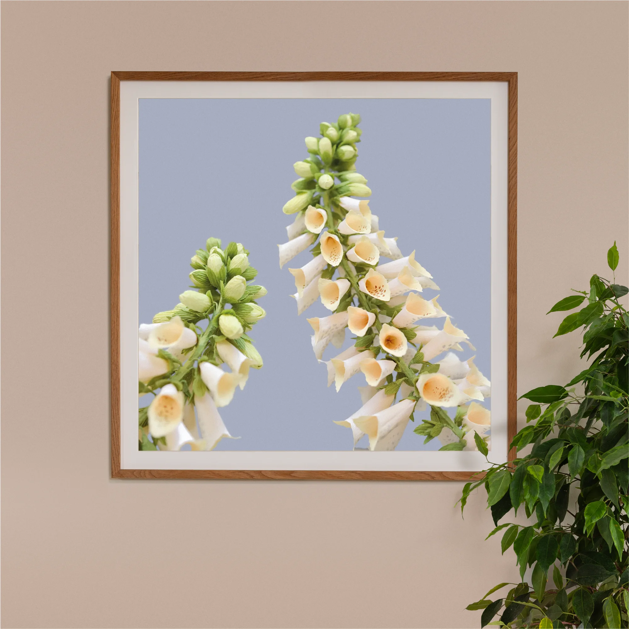Image of framed art print on a wall, featuring handcrafted paper white foxglove on a blue background. Created by paper artist Daphne Fitch.