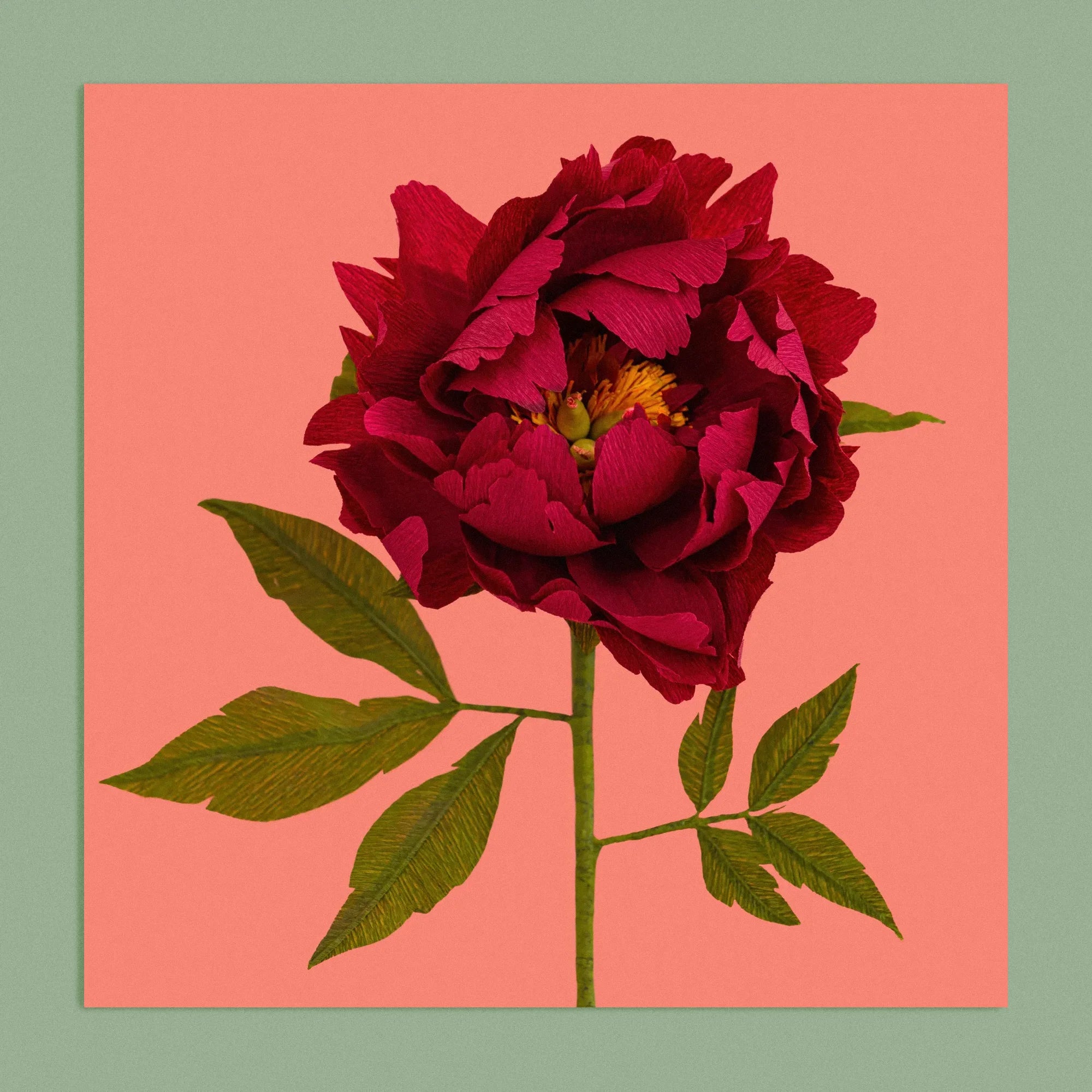 Art print with a image of a handcrafted paper garnet red peony on a bright coral background colour by paper artist Daphne Fitch.