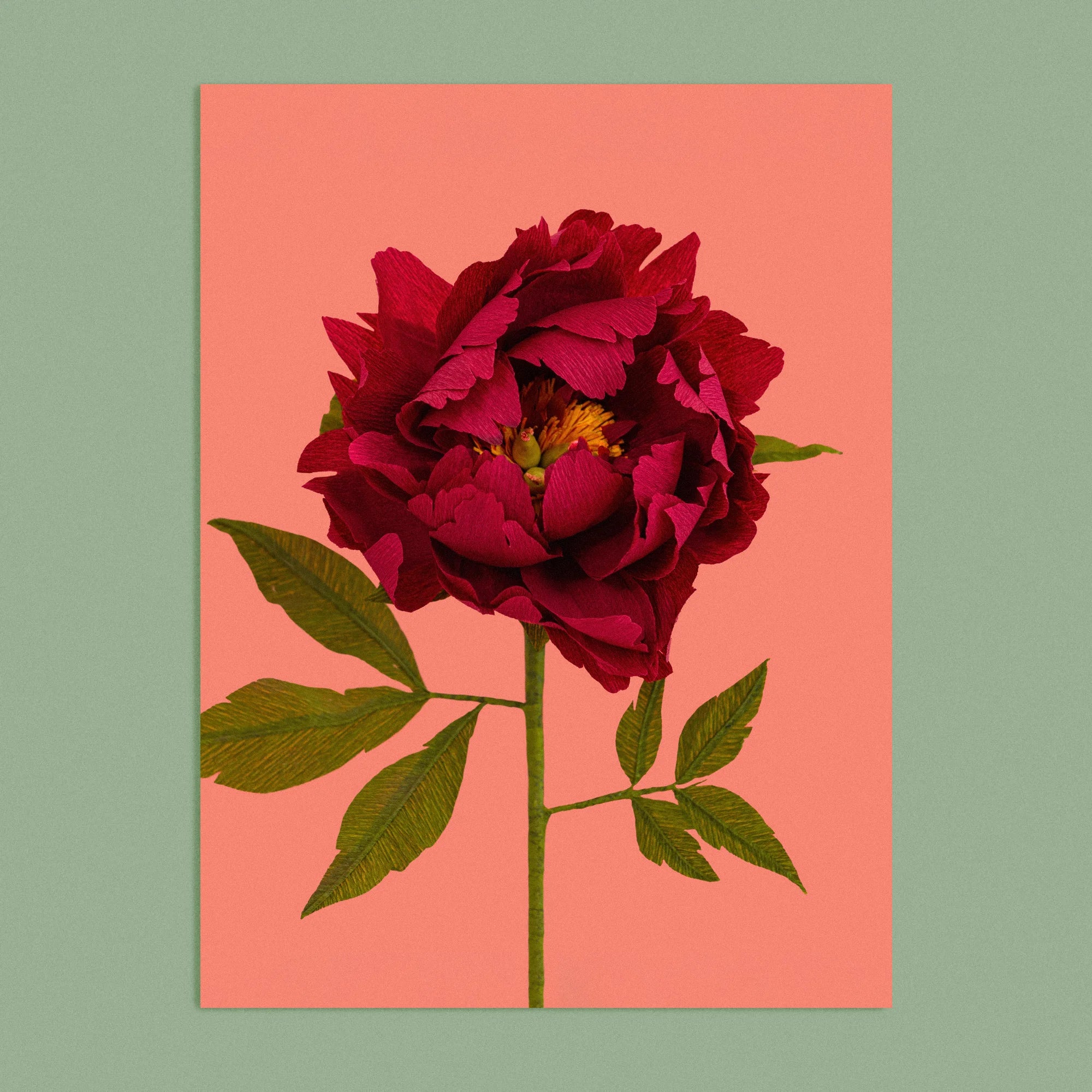 Art print with a image of a handcrafted paper garnet red peony on a bright coral background colour by paper artist Daphne Fitch.