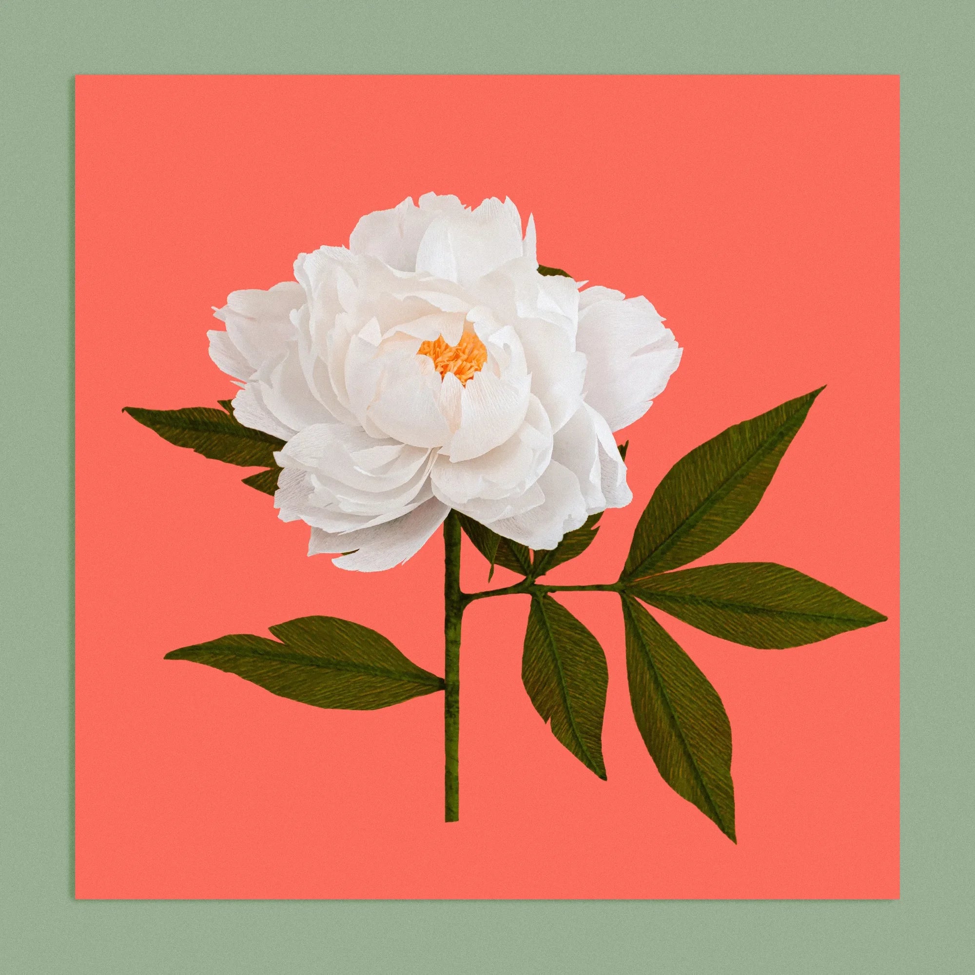 Art print with a image of a handcrafted paper white peony on a orange background colour by paper artist Daphne Fitch.