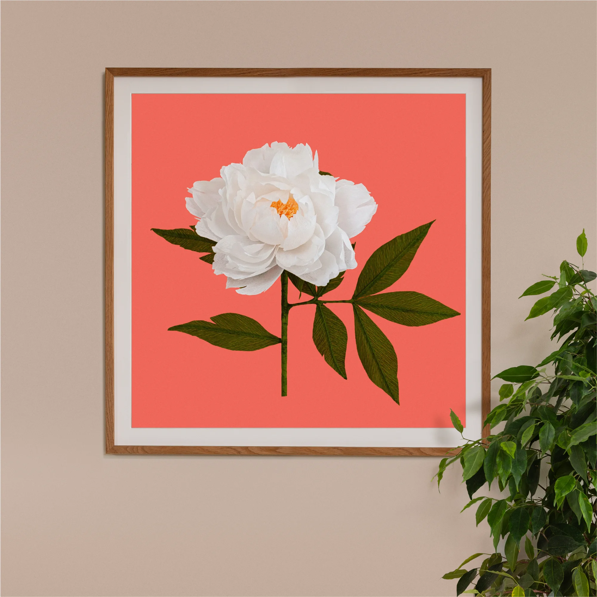 Image of framed art print on a wall, featuring handcrafted paper white peony on a coral background. Created by paper artist Daphne Fitch.
