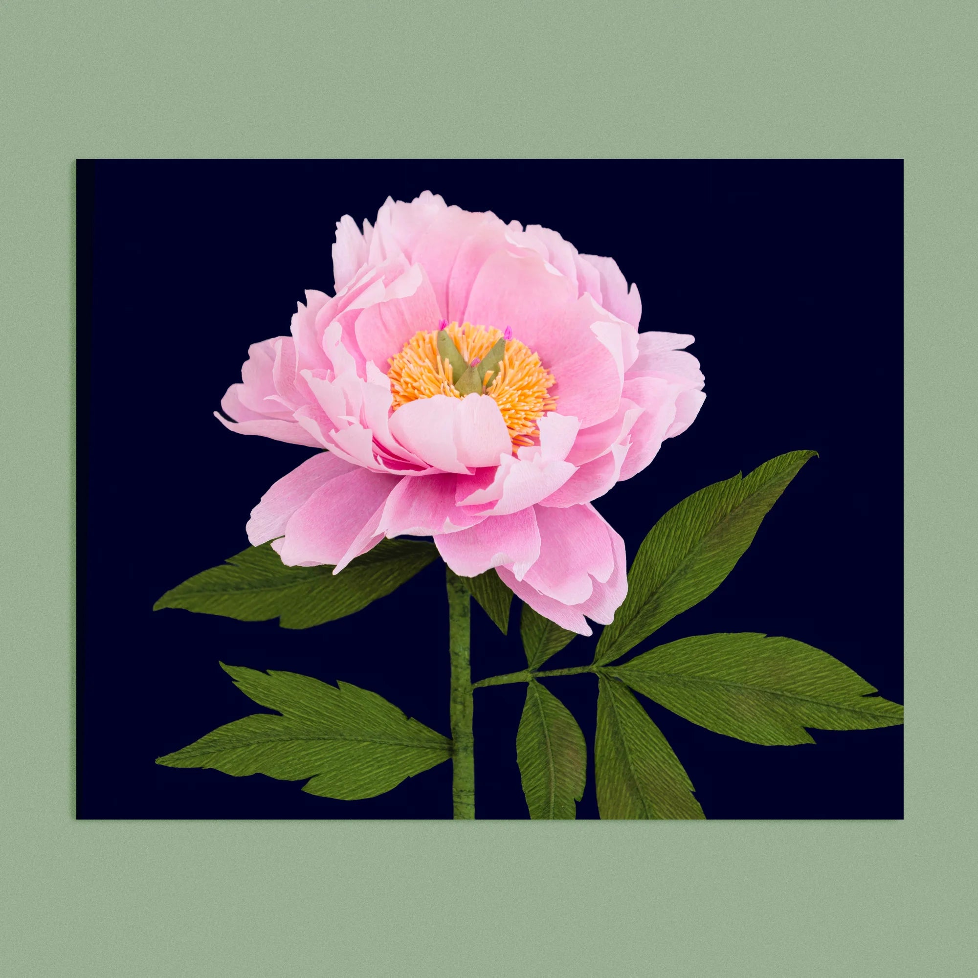 Art print with a image of a handcrafted paper pink peony on a dark blue background colour by paper artist Daphne Fitch.
