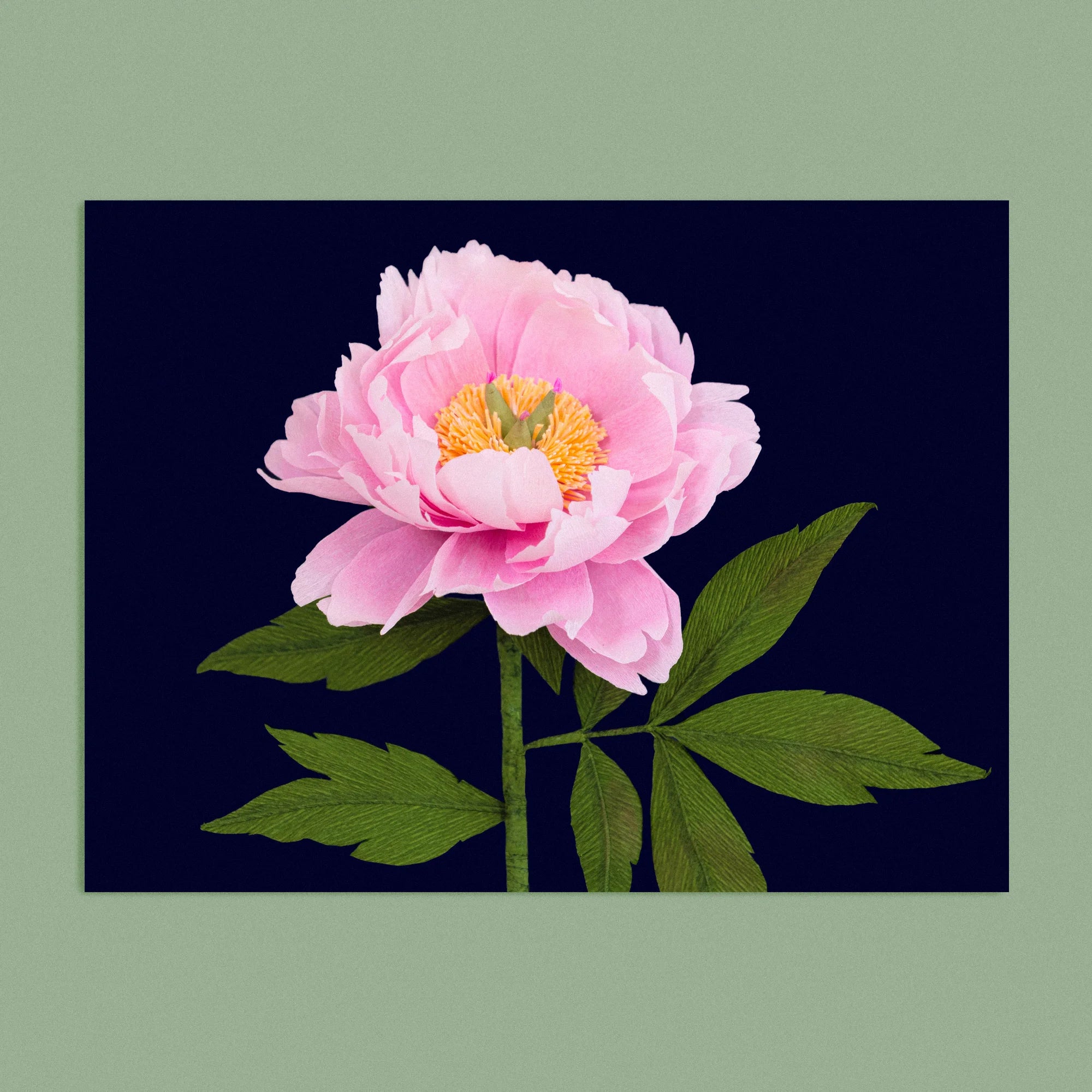 Art print with a image of a handcrafted paper pink peony on a dark blue background colour by paper artist Daphne Fitch.