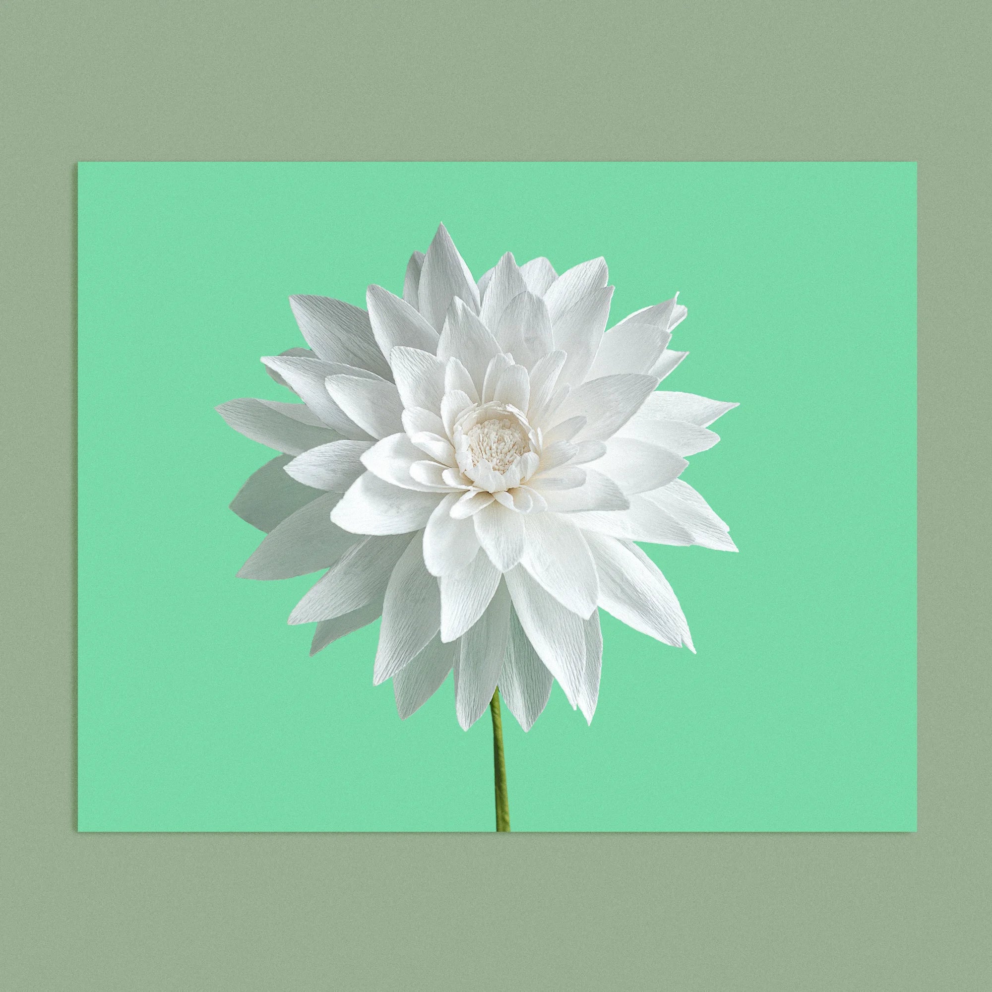 Art print with a image of a handcrafted paper white dahlia on a green background colour by paper artist Daphne Fitch.