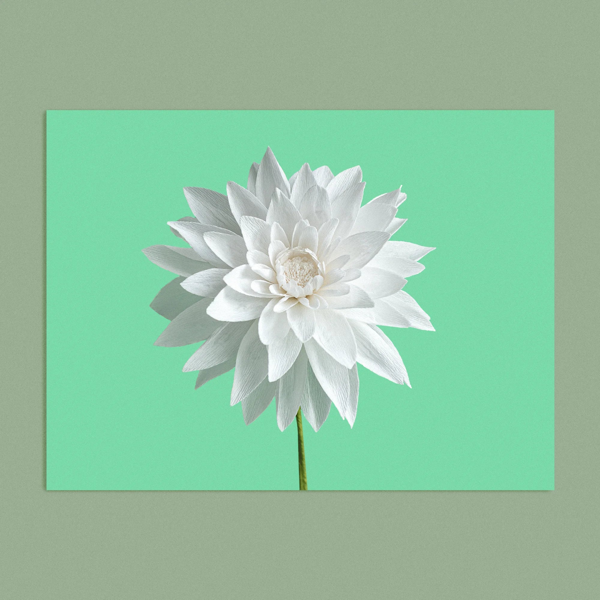 Art print with a image of a handcrafted paper white dahlia on a green background colour by paper artist Daphne Fitch.