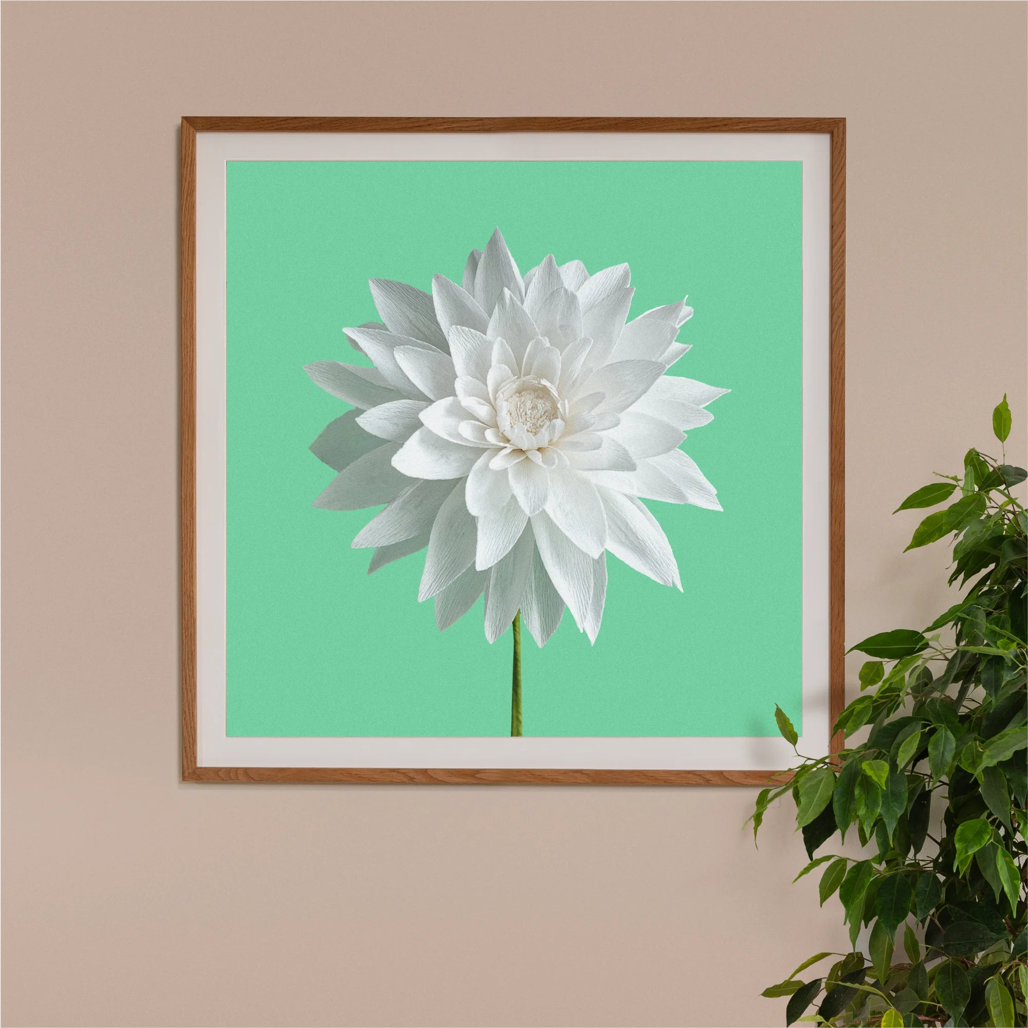 Image of framed art print on a wall, featuring handcrafted paper white dahlia on a green background. Created by paper artist Daphne Fitch.