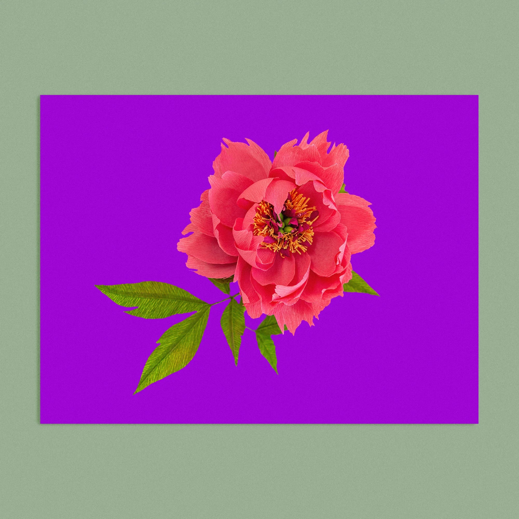 Art print with a image of a handcrafted paper pink peony on a purple background colour by paper artist Daphne Fitch.