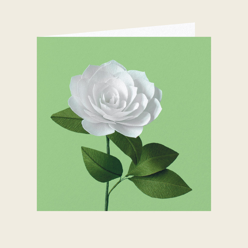 Daphne Fitch White Camellia Greetings Card