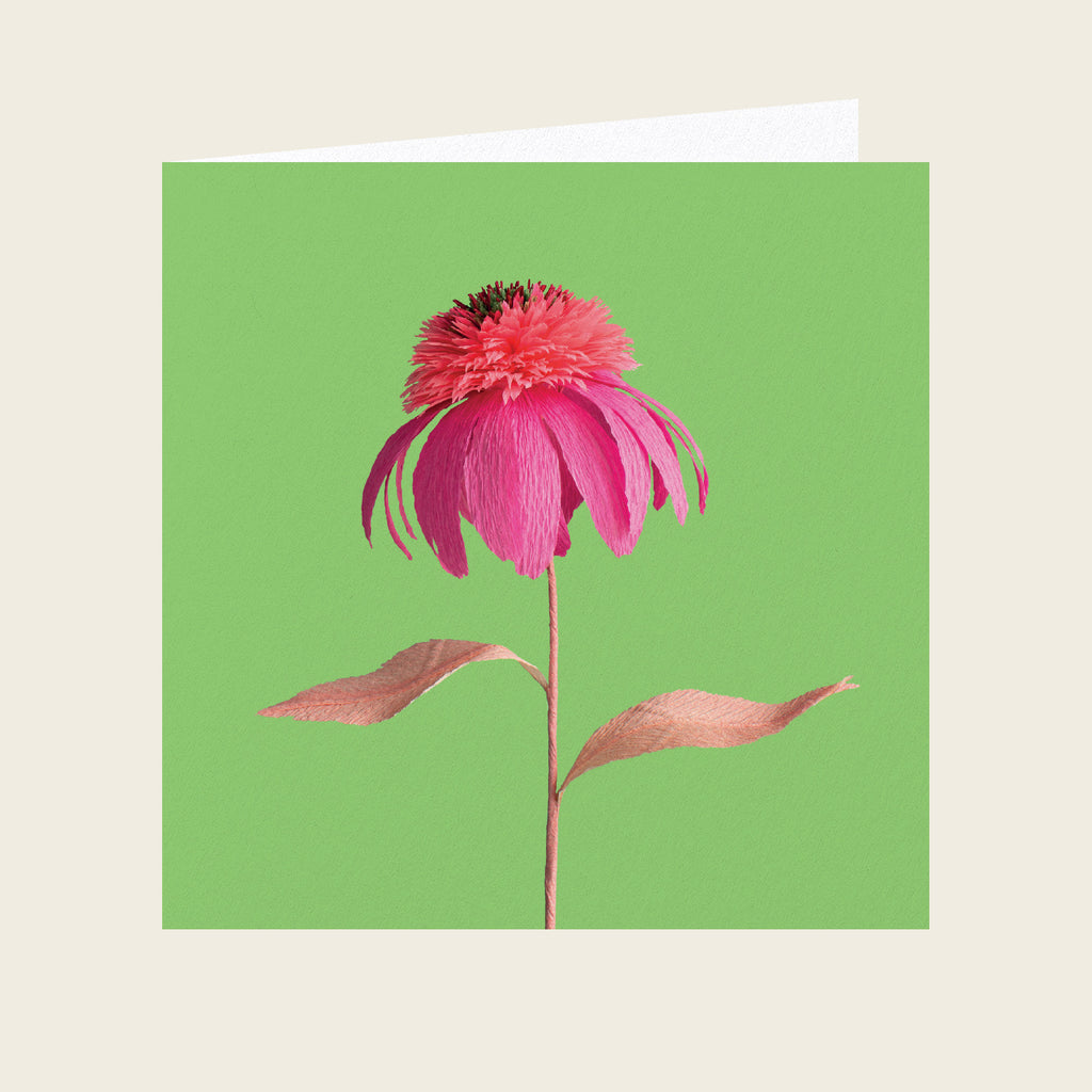 Daphne Fitch Coral Echinacea Greetings Card