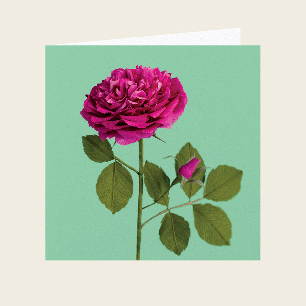 Daphne Fitch Hot Pink Shrub Rose Greetings Card